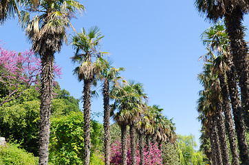 Image showing palm trees alley in Crimea, Ukraine