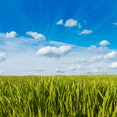 Image showing green grass under cloudy sky