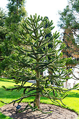 Image showing tree in park