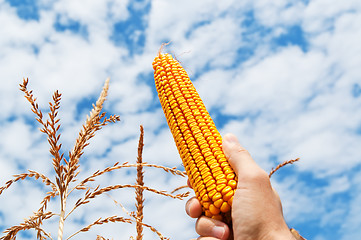 Image showing golden maize in hand over field