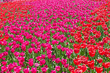 Image showing red beautiful tulips field