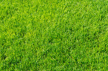 Image showing green grass as background