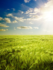 Image showing sunset over agricultural green field