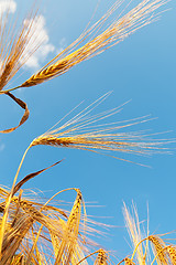 Image showing wheat field and blue sky with clouds