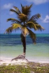 Image showing caraibbien blue lagoon sian kaan  