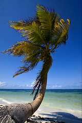 Image showing coastline in the caraibbien blue lagoon sian kaan mexico