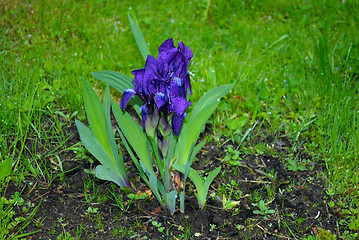 Image showing Violet flower.