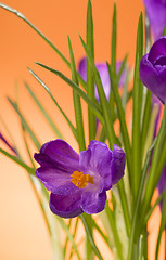 Image showing crocuses