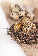 Image showing Nest with quail eggs