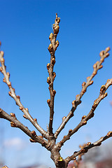 Image showing The buds of the female sea-buckthorn