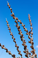 Image showing The kidneys of male sea-buckthorn in the spring