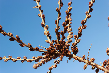 Image showing The kidneys of male sea-buckthorn tree