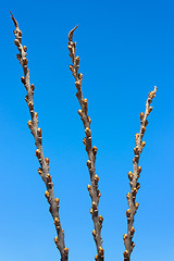 Image showing Women's kidneys sea-buckthorn