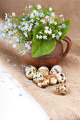 Image showing Nest with quail eggs