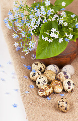 Image showing Nest with quail eggs