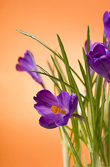 Image showing crocuses