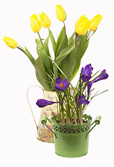 Image showing Crocuses, tulips