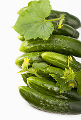 Image showing Fresh cucumbers