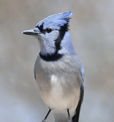 Image showing Blue Jay Bird