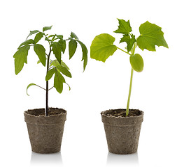 Image showing Tomato And Cucumber Plants