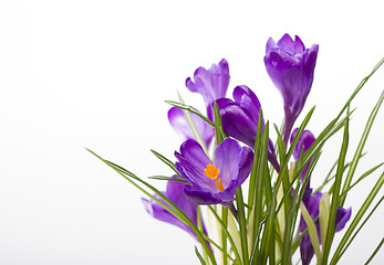 Image showing crocuses