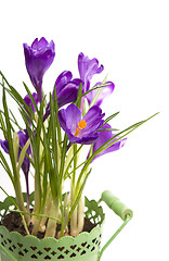 Image showing crocuses