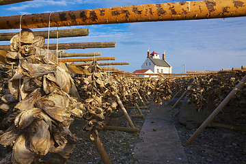 Image showing Drying stock fish