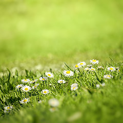 Image showing daisy flowers