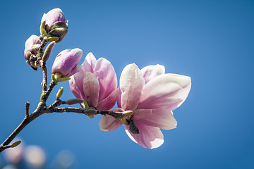 Image showing magnolia