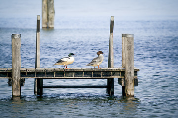 Image showing duck couple