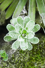 Image showing succulent plant