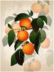 Image showing Illustration of a mature persimmon on a branch.