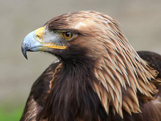 Image showing The head of Golden Eagle