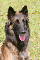 Image showing Belgian Shepherd Dog in the garden