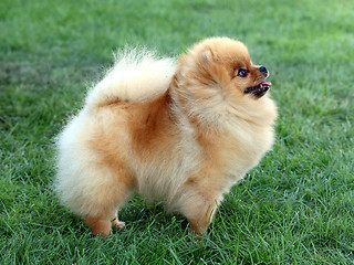 Image showing The Pomeranian dog