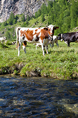 Image showing Cows and Italian Alps