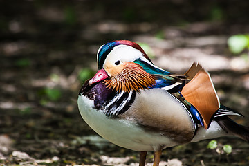 Image showing Mandarin Duck