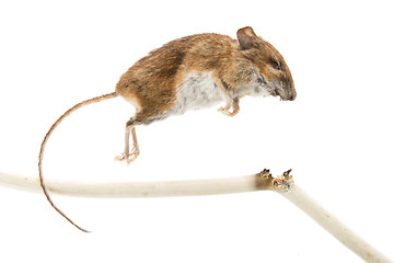 Image showing Mouse killed