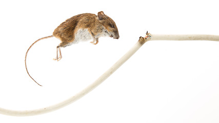 Image showing Mouse killed