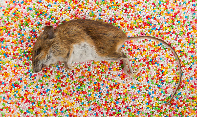 Image showing Dead mouse on candy decorations