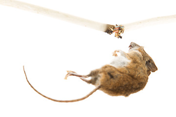 Image showing Mouse killed