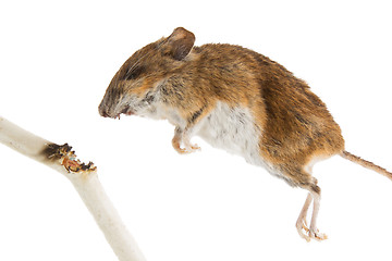 Image showing Mouse killed