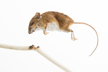 Image showing Mouse killed