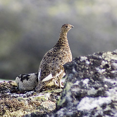 Image showing Grouse at summer