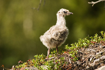 Image showing Gull chick