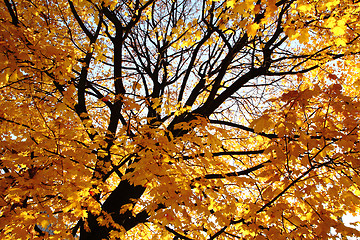 Image showing autumn color leaves 