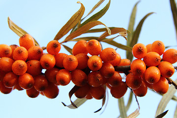 Image showing sea buckthorn (sea-buckthorn)