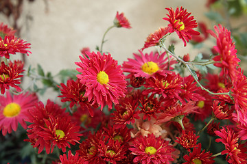 Image showing red flowers 