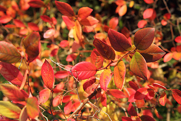 Image showing autumn color leaves 