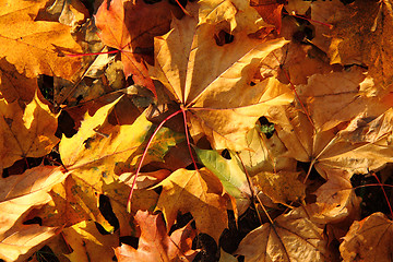 Image showing autumn color leaves 